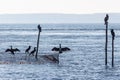 Silhouette of cormorants sitting at the top of rods and a flue Royalty Free Stock Photo