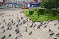 Korolev MO, Korolev Park, summer, pigeons, peaceful inhabitants of the neighborhood, a flock of pigeons.