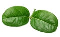 Koromcha or Carandas leaf Royalty Free Stock Photo