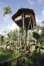 Korowai Tree House Royalty Free Stock Photo