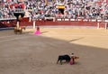 Korrida in Madrid. Matador teases bull with muleta