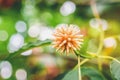 Korth cottage flowers, Kratom flowers growing in nature are addictive and medical Royalty Free Stock Photo