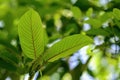 Korth Cottage Leaves Kratom flowers growing in nature are addictive and medical Royalty Free Stock Photo