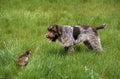 Korthal Dog or Wire-Haired Griffon Dog hunting Common Pheasant Royalty Free Stock Photo