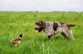 Korthal Dog or Wire-Haired Griffon Dog hunting Common Pheasant Royalty Free Stock Photo