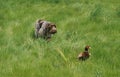 Korthal Dog or Wire-Haired Griffon Dog Hunting Common Pheasant, phasianus colchicus Royalty Free Stock Photo