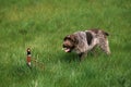 Korthal Dog or Wire-Haired Griffon, Dog hunting Common Pheasant, phasianus colchicus Royalty Free Stock Photo
