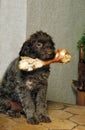 Korthal Dog or Wire-Haired Griffon, Young with Bone in Mouth