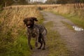 Korthals Griffon running through the fields