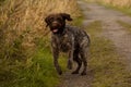 Korthals Griffon running through the fields