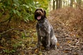 Korthals Griffon sitting in an autumn landscape