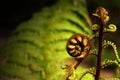 Koru Royalty Free Stock Photo