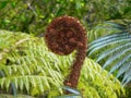 A koru just starting to unfurl into a new leaf, New Zealand Royalty Free Stock Photo