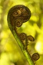 Koru spiral shaped unfurling silver fern fronds, Fiordland National Park, New Zealand Royalty Free Stock Photo