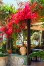 Summer flowers on the street in the resort of Mastichari on the island of Kos