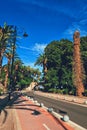 Empty road and palm trees in town Royalty Free Stock Photo