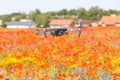 Kose-Uuemoisa, Estonia - July 8, 2017: Drone DJI Mavic Pro flying under poppy field Royalty Free Stock Photo