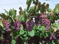 Koshu Grape hanging from grapevine trellis