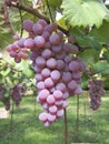 Koshu on grapevine trellis in Japan