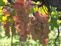 Koshu on grapevine trellis in Japan