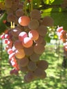 Koshu on grapevine trellis in Japan