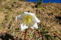 Kosmatitza - Christmas roses or black hellebore (Helleborus niger) blooming in early spring at Ogrisalm