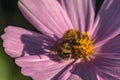 Kosmeya daisy flower bumblebee