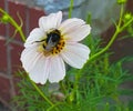 Kosmeya flower.Bumblebee on a flower.