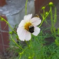 Kosmeya flower.Bumblebee and wasp on a flower.