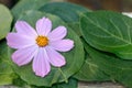 kosmeya flower is on green leaves of a tree top view