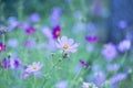 Kosmeya flowers Royalty Free Stock Photo