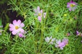 Kosmeya flowers, bright flowers, summer nature