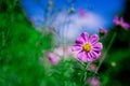 Kosmeya flowers growing in garden Royalty Free Stock Photo