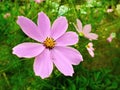 Kosmeya flowers growing in garden