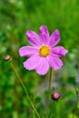 Pink kosmeya flower close up