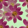 Kosmeya. Seamless pattern texture of pressed dry flowers.
