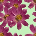 Kosmeya. Seamless pattern texture of pressed dry flowers.