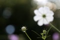 Kosmeya white flowers on the flower bed