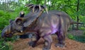 Kosmoceratops is a genus of ceratopsid dinosaur Royalty Free Stock Photo