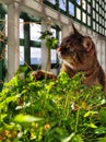 kot na balkone yest travu. solnechnyy den'

the cat on the balcony eats grass. sunny day Royalty Free Stock Photo