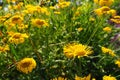 Kota dyeing, or Pupavka dyeing, or Yellow-colored pupavka, or Anthemis dyeing Cota tinctoria is a perennial herb from