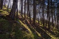 Kotor - Idyllic hiking trail through fir forest from Kotor to Derinski Vrh, Montenegro, Balkan, Europe. Mystical light shining