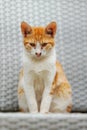 Kotor, Montenegro ginger red stray cat, sitting Royalty Free Stock Photo