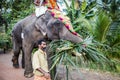Indian man leads big decorated elephant with palm leaves by village at religious feast