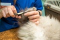 Kotu is cut nails with special forceps, veterinary clinic, pet care Royalty Free Stock Photo
