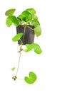 Kotu kola ,centella Royalty Free Stock Photo