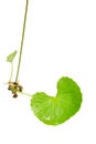 Kotu kola ,centella Royalty Free Stock Photo