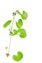 Kotu kola ,centella Royalty Free Stock Photo