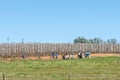 Espalier fruit orchards on road R303 in the Koue Bokkeveld