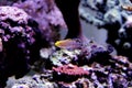 Court Jester Goby - Koumansetta rainfordi Royalty Free Stock Photo